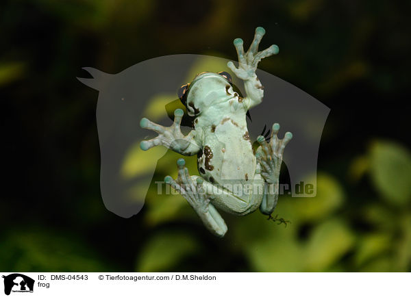 Baumhhlen-Krtenlaubfrosch / frog / DMS-04543