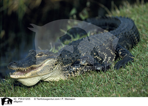 Mississippi-Alligator / alligator / PW-01205