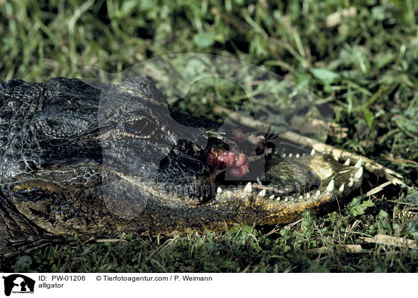 Mississippi-Alligator / alligator / PW-01206