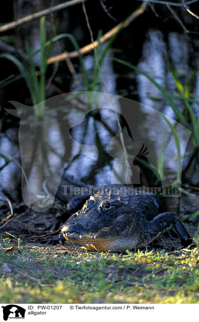 Mississippi-Alligator / alligator / PW-01207