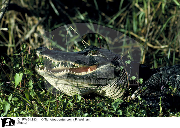 Mississippi-Alligator / alligator / PW-01283