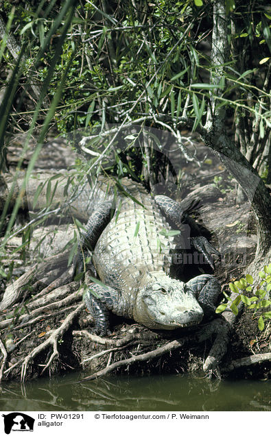 Mississippi-Alligator / alligator / PW-01291