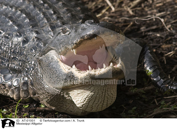 Mississippi Alligator / AT-01001