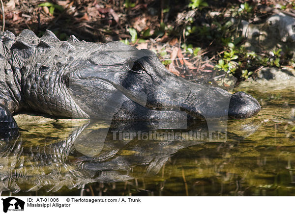 Mississippi Alligator / AT-01006