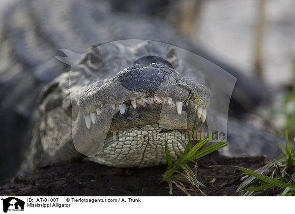 Mississippi Alligator / AT-01007