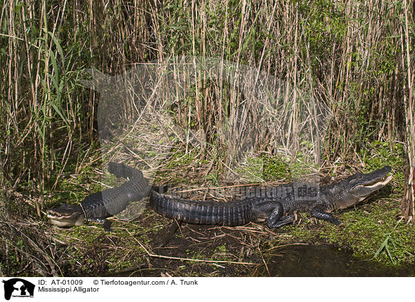 Mississippi Alligator / AT-01009