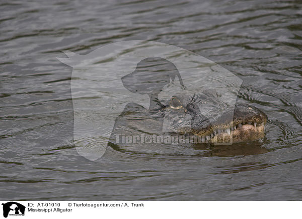 Mississippi-Alligator / Mississippi Alligator / AT-01010