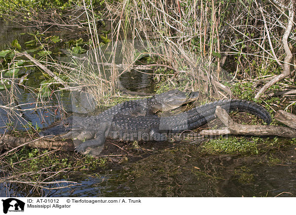 Mississippi Alligator / AT-01012