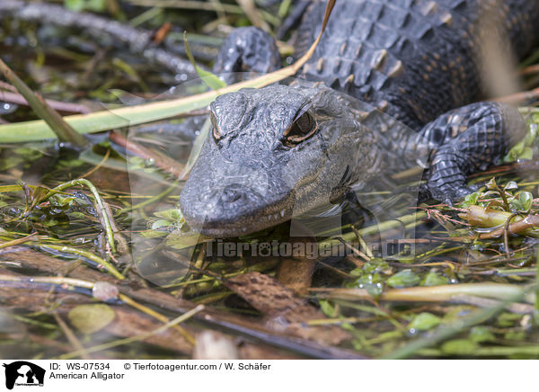 American Alligator / WS-07534