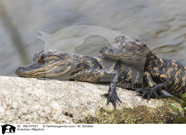 Mississippi-Alligatoren / American Alligators / WS-07537