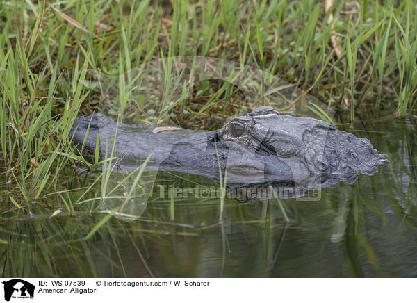Mississippi-Alligator / American Alligator / WS-07539