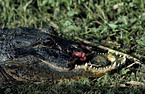 alligator