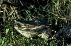 alligator