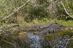 Mississippi Alligator