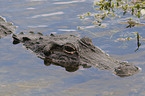 Mississippi Alligator