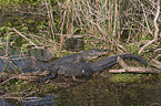 Mississippi Alligator