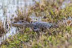 American alligator