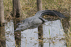 American Alligator