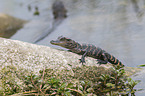 American Alligator