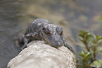 American Alligator