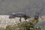 American Alligators