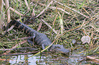 American Alligator