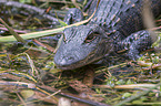 American Alligator