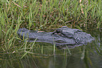 American Alligator