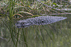 American Alligator