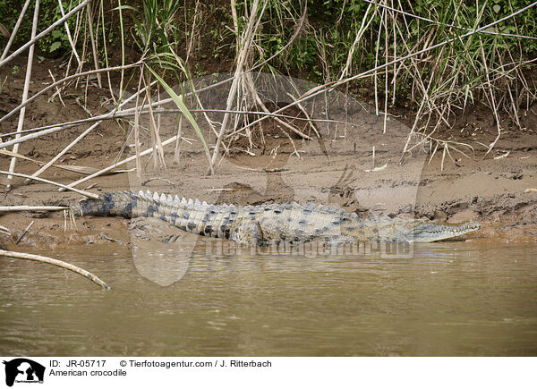 Spitzkrokodil / American crocodile / JR-05717