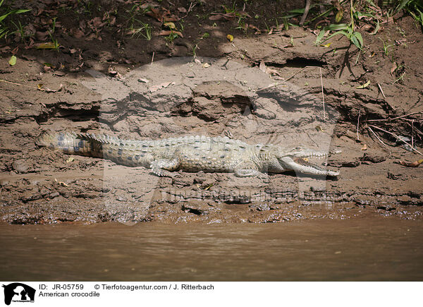 Spitzkrokodil / American crocodile / JR-05759