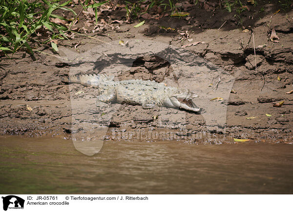 Spitzkrokodil / American crocodile / JR-05761