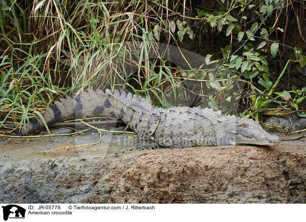 Spitzkrokodil / American crocodile / JR-05778