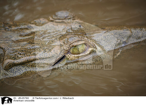 Spitzkrokodil / American crocodile / JR-05780