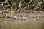 American crocodile