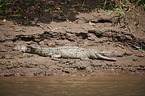 American crocodile