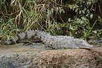 American crocodile