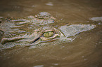 American crocodile