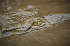 American crocodile