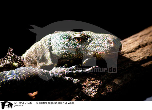 goanna / MAZ-04028