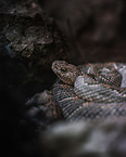 Aruba rattlesnake