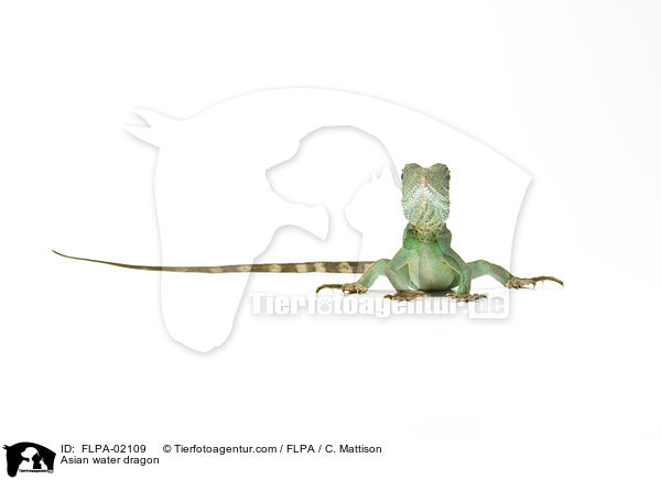 Asian water dragon / FLPA-02109