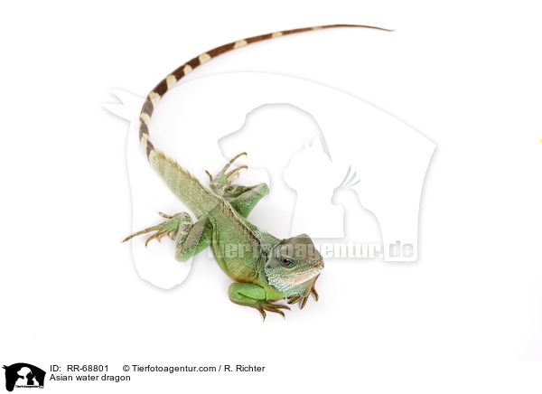 Asian water dragon / RR-68801