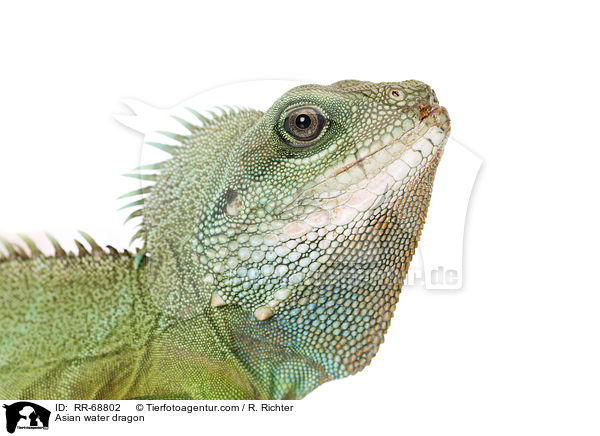 Grne Wasseragame Grner / Asian water dragon / RR-68802