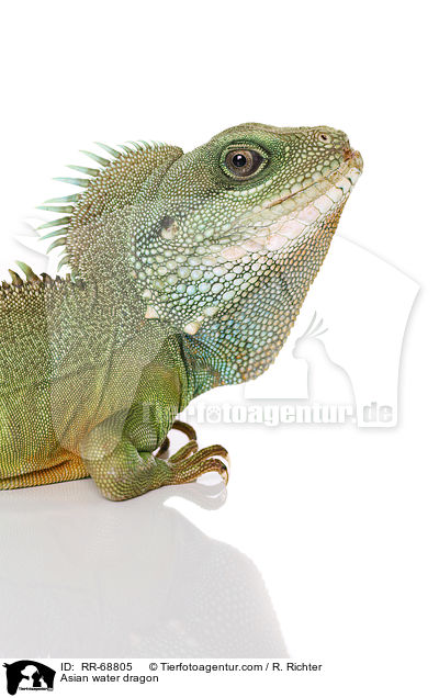 Grne Wasseragame Grner / Asian water dragon / RR-68805