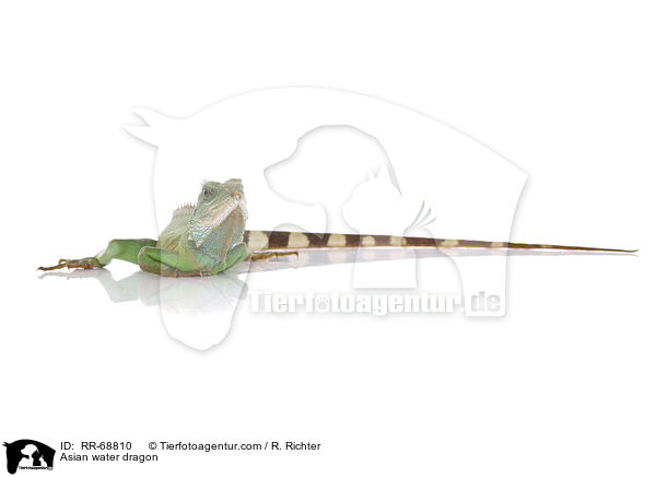 Grne Wasseragame Grner / Asian water dragon / RR-68810