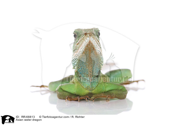 Grne Wasseragame Grner / Asian water dragon / RR-68813