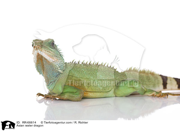 Grne Wasseragame Grner / Asian water dragon / RR-68814