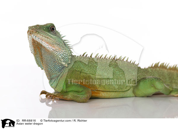 Asian water dragon / RR-68816