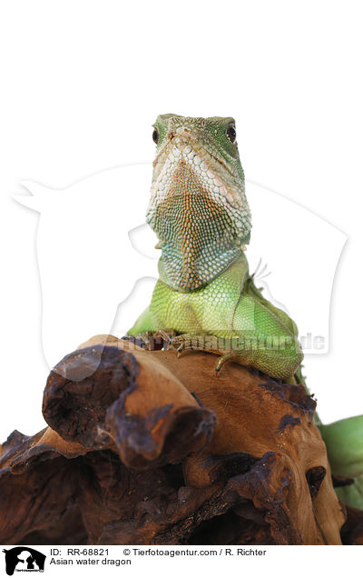 Grne Wasseragame Grner / Asian water dragon / RR-68821